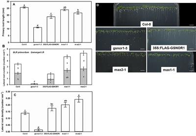 Strigolactones Interact With Nitric Oxide in Regulating Root System Architecture of Arabidopsis thaliana